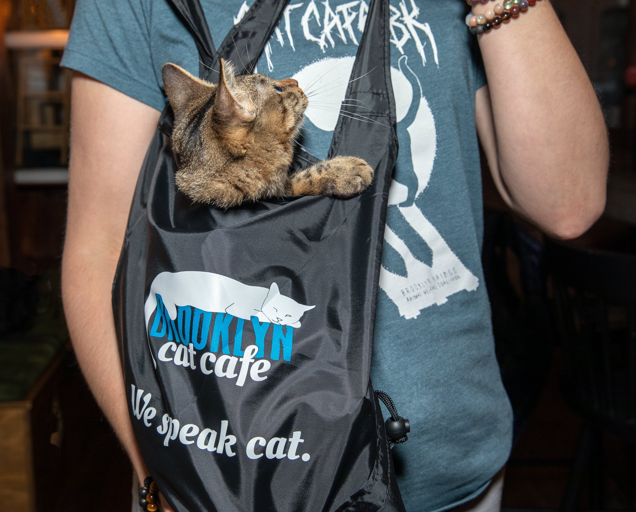 Sherpa Soft Carrier – Brooklyn Cat Cafe